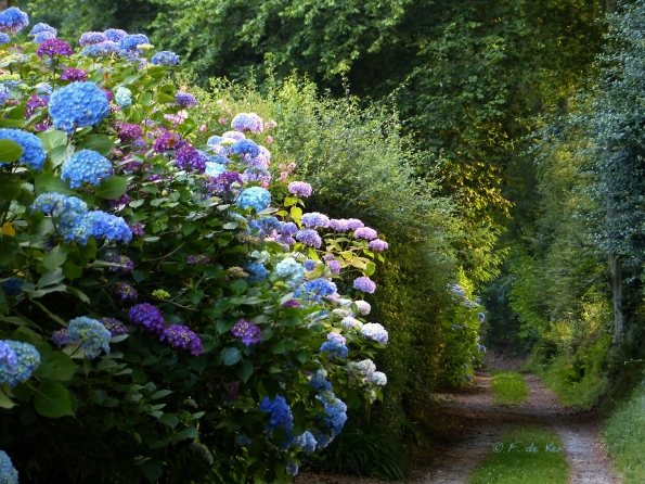 Le chemin des hortensias